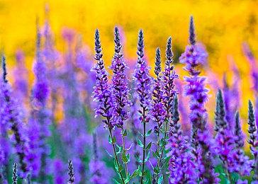 《不羁联盟》加入团队死斗模式：最受玩家期待玩法